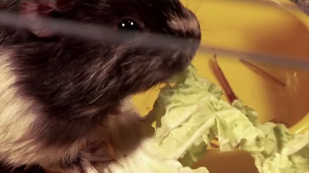 Meerschweinchen essen — Stockvideo