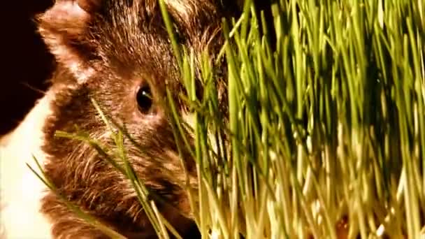 Meerschweinchen essen — Stockvideo