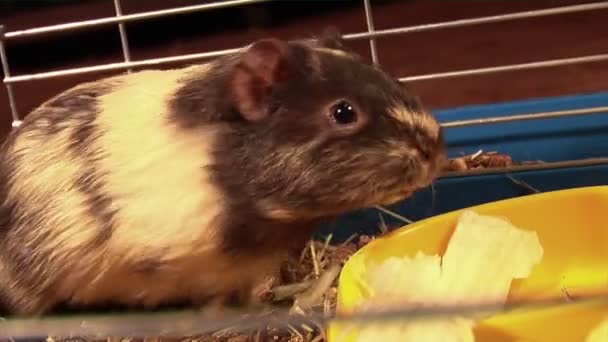 Meerschweinchen essen — Stockvideo