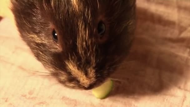 Eten cavia — Stockvideo