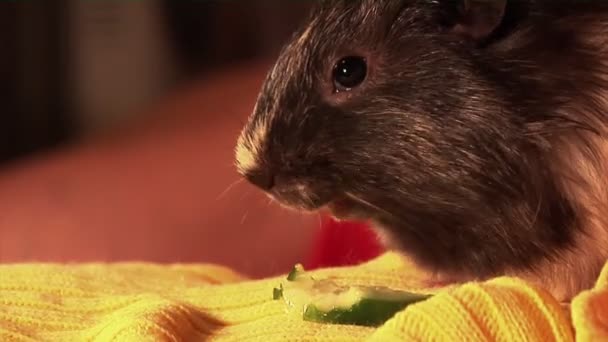 Eten cavia — Stockvideo