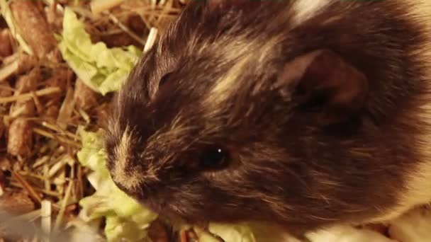 Mangiare cavia — Video Stock