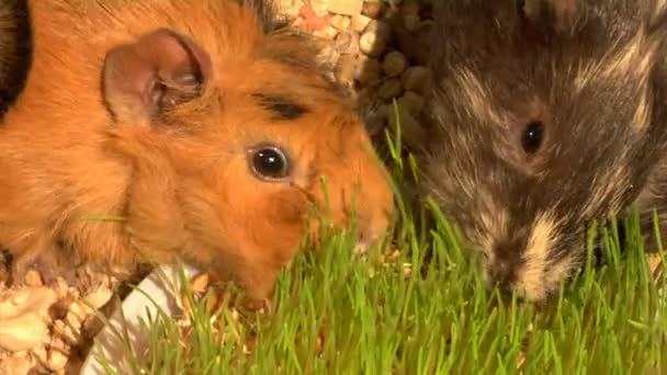 Eating guinea pigs — Stock Video