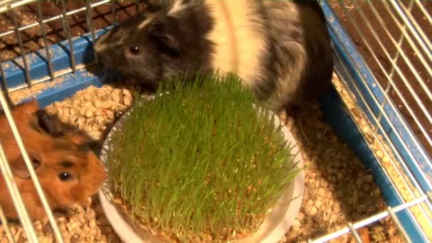 Eten cavia 's — Stockvideo