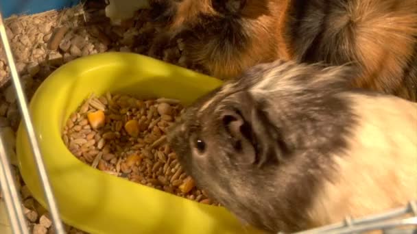 Eskiden şiling şimdi pigs yeme — Stok video