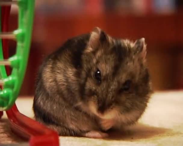 Kleiner Hamster — Stockvideo