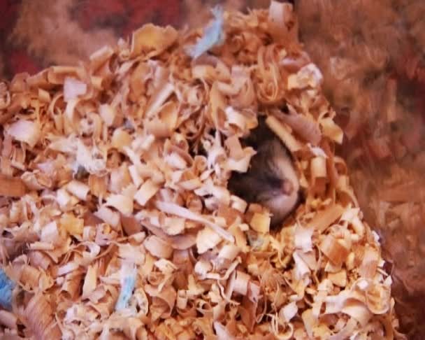 Pequeno hamster. — Vídeo de Stock