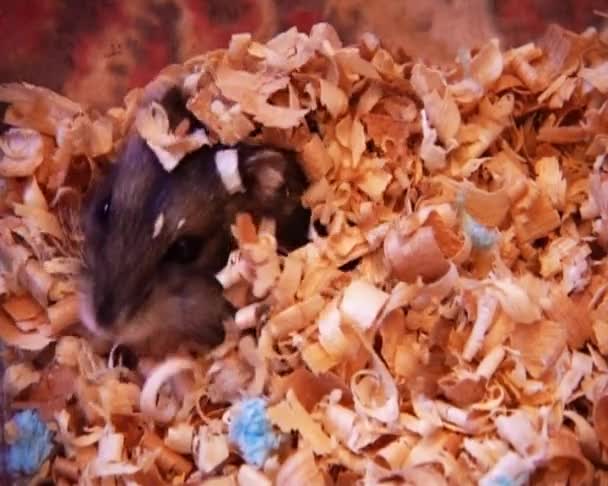 Lilla hamster — Stockvideo