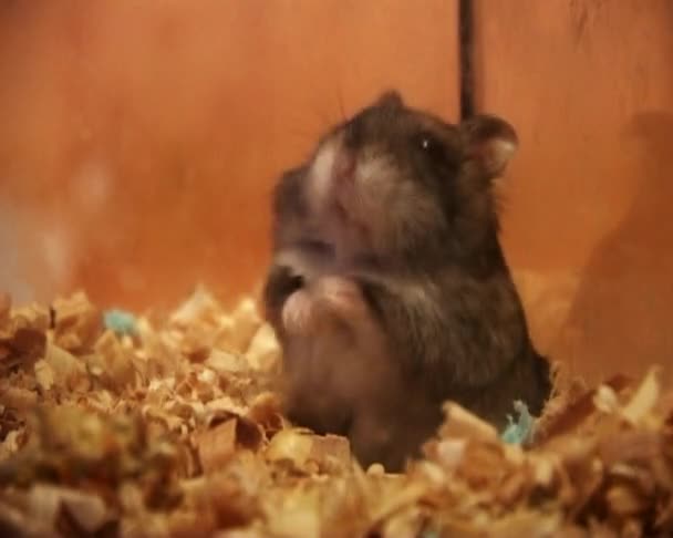 Kleine hamster — Stockvideo