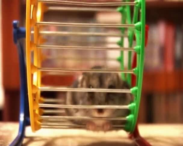 Kleiner Hamster — Stockvideo