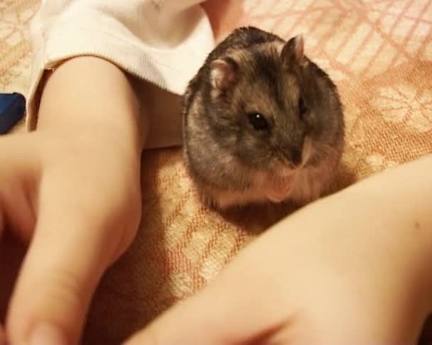 Petit hamster — Video