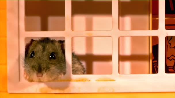 Pequeno hamster. — Vídeo de Stock