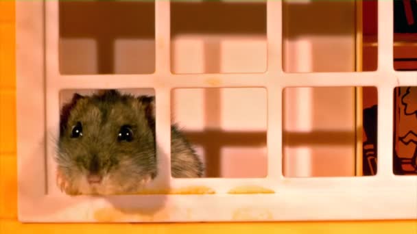 Küçük hamster — Stok video