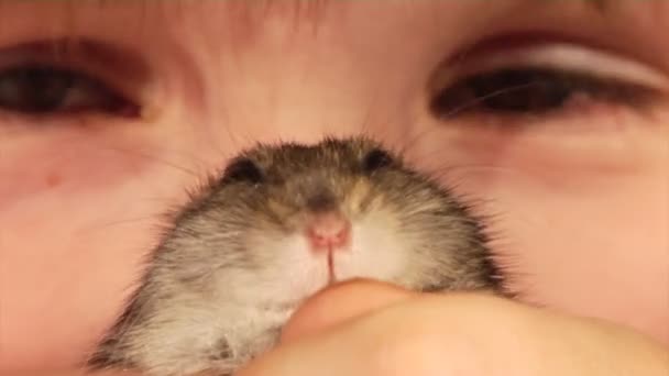 Lilla hamster — Stockvideo