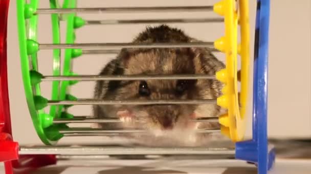 Pequeno hamster. — Vídeo de Stock