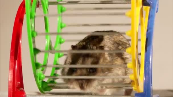 Pequeno hamster. — Vídeo de Stock
