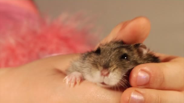 Pequeno hamster. — Vídeo de Stock