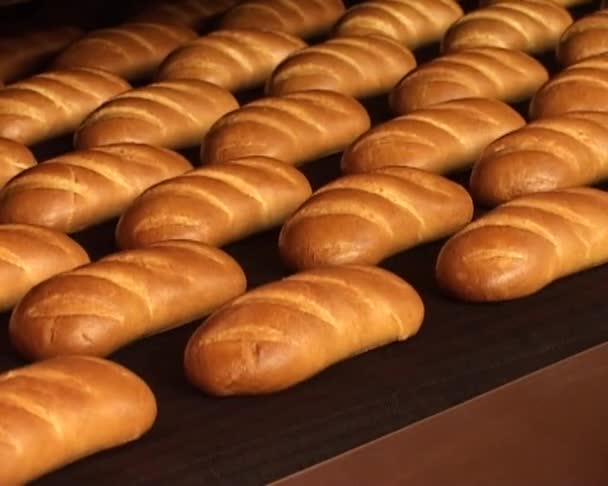 Bröd baka transportband — Stockvideo