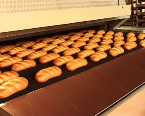 Brood bakken transportband — Stockvideo