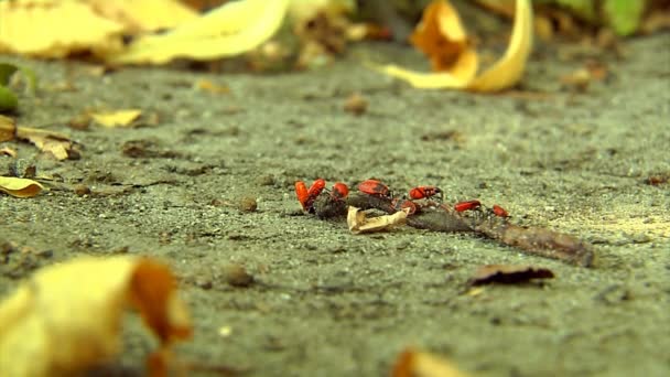 Larvas de bichos de fuego — Vídeos de Stock