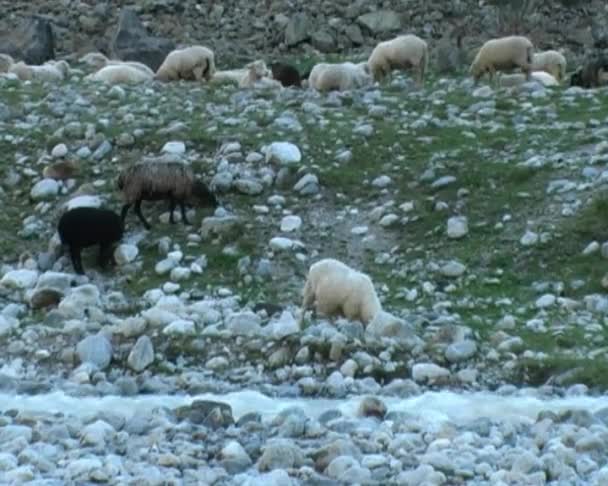 Овцы — стоковое видео