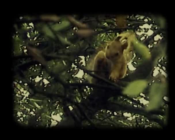 Rode eekhoorn — Stockvideo