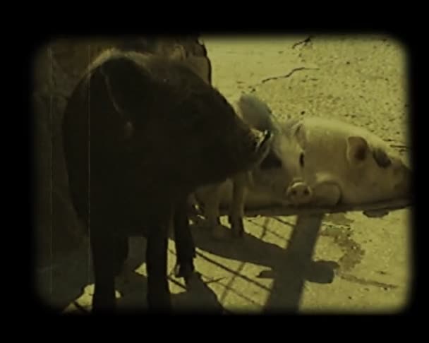 Close-up schermen bij barnyard — Stockvideo