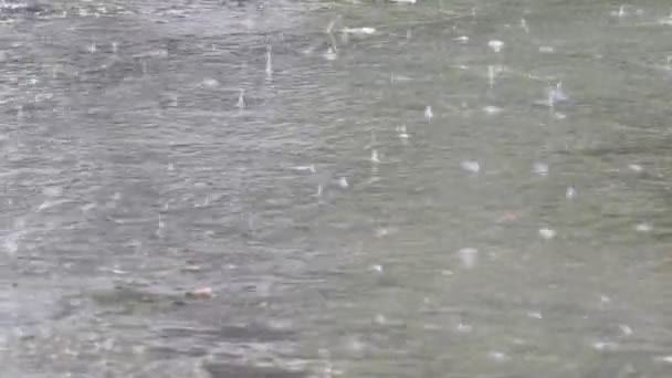Краплі дощу — стокове відео