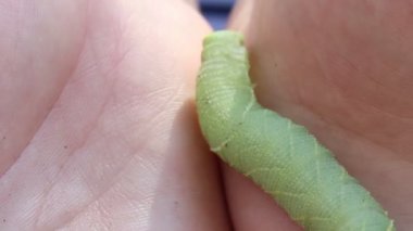 Yeşil catterpillar