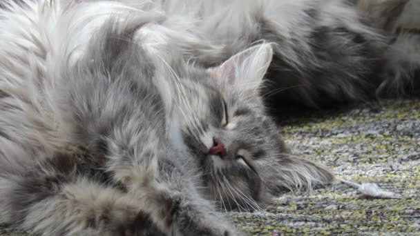 Γάτα στον ύπνο — Αρχείο Βίντεο