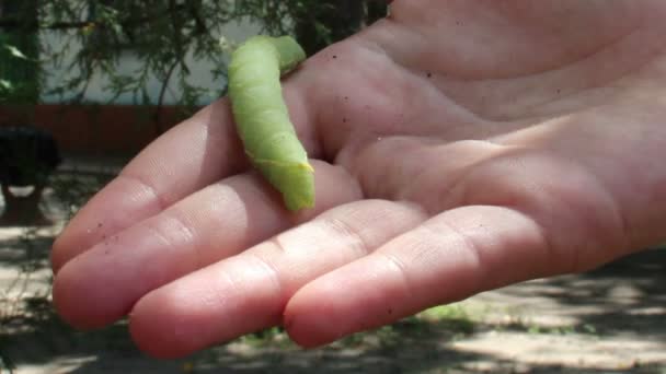 Oruga verde — Vídeos de Stock