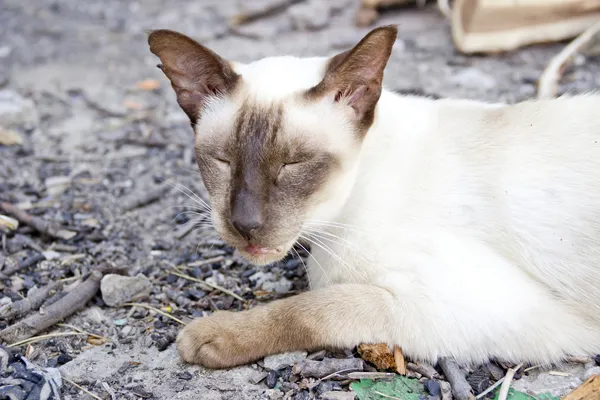 샴 동양 고양이 — 스톡 사진