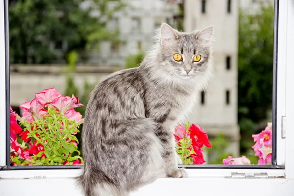 Cat at the window — Stock Photo, Image