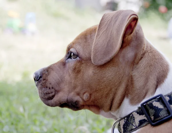 Cão jovem — Fotografia de Stock