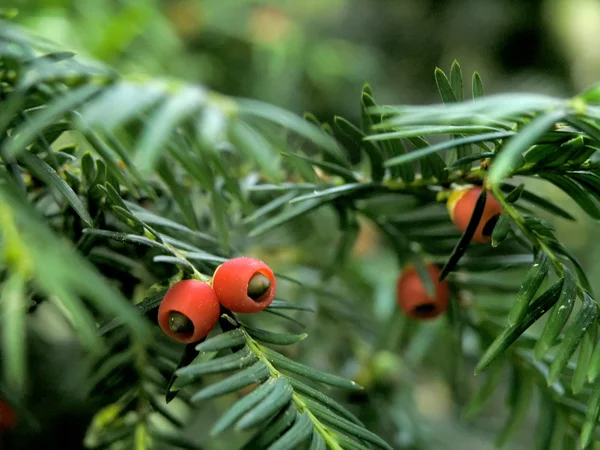 Yew berries — Stock Photo, Image