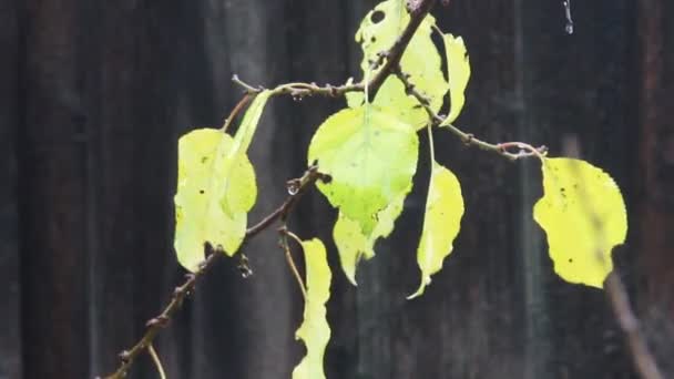 Lluvia — Vídeos de Stock