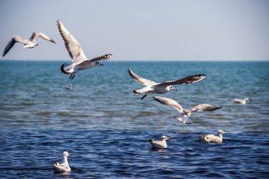 Ukrayna 'daki Azov Denizi' nde uçan ve yüzen ince gagalı martının (Chroicocephalus genei) yakın çekimi