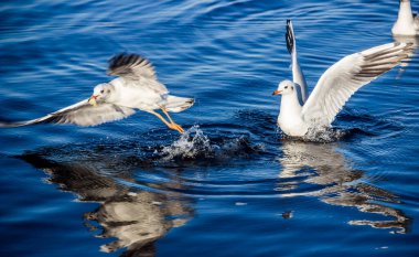 Ukrayna 'daki Azov Denizi' nde uçan ve yüzen ince gagalı martının (Kroicocephalus genei) yakın çekimi