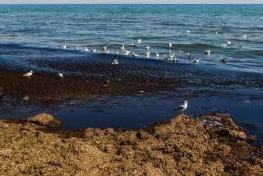 Sıska gagalı martının (Chroicocephalus genei) su yosunları üzerindeki kirli görüntüsü..
