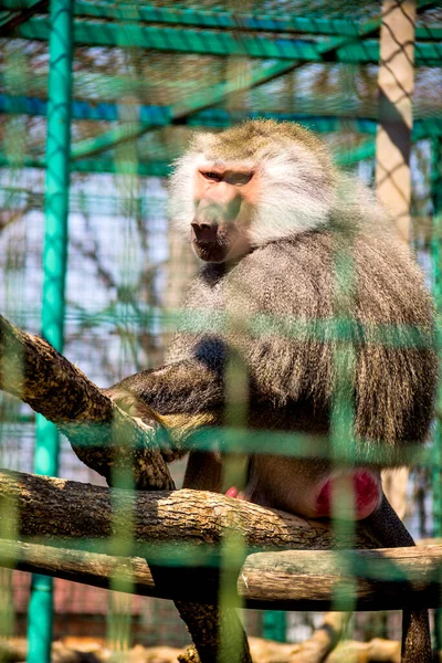 動物園の檻の中の大きな男性ハマドリアス バブーン Papio Hamadryas のクローズアップ — ストック写真