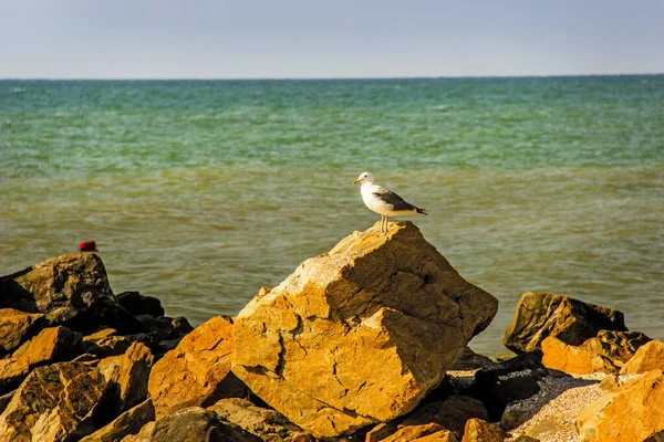 Gros Plan Goéland Caspien Larus Cachinnans Sur Pierre Bord Mer — Photo