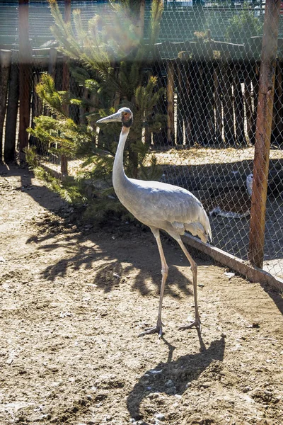 Zbliżenie Młodego Białego Żurawia Antigone Vipio Zoo — Zdjęcie stockowe
