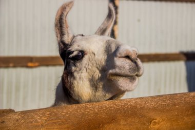 Tahta çitin üzerinden bakan beyaz bir lama.