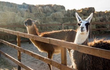 Tahta çitin üzerinden bakan iki kahverengi lama.