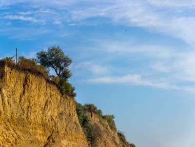 Sanzhijka, Odessa bölgesi, Ukrayna 'daki Karadeniz sahilindeki kumtaşı uçurumunda yalnız bir ağaç.
