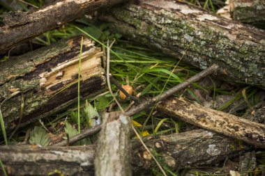 Ormandaki ahşap kütüğün üzerinde oturan haç örümceği (Araneus diadematus) yakın plan