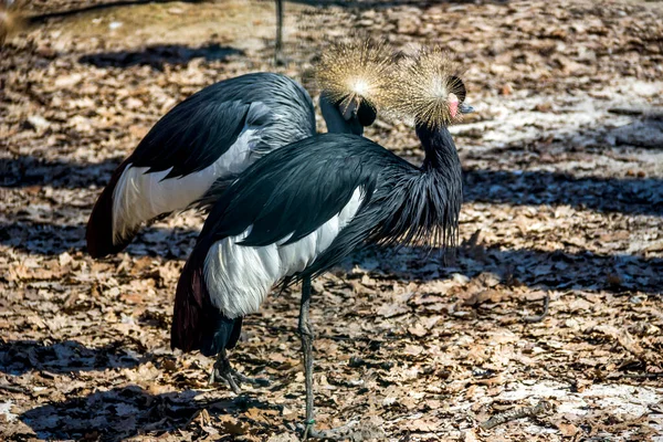 Zbliżenie Czarnych Żurawi Balearica Pavonina Zoo — Zdjęcie stockowe