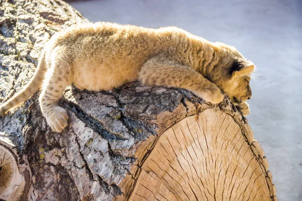 close-up of a small cute lion cub (Panthera leo) sitting on wooden log