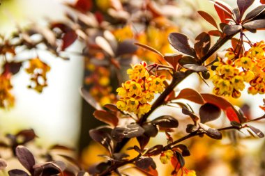 Yakın plan Thunbergs böğürtleninin filizlenen çalısı (Berberis thunbergii)