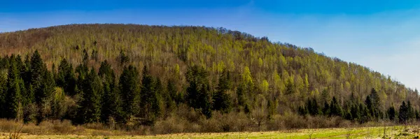 Uma Vista Panorâmica Floresta Bétula Ucrânia Cárpatos Parque Nacional Skolivski — Fotografia de Stock